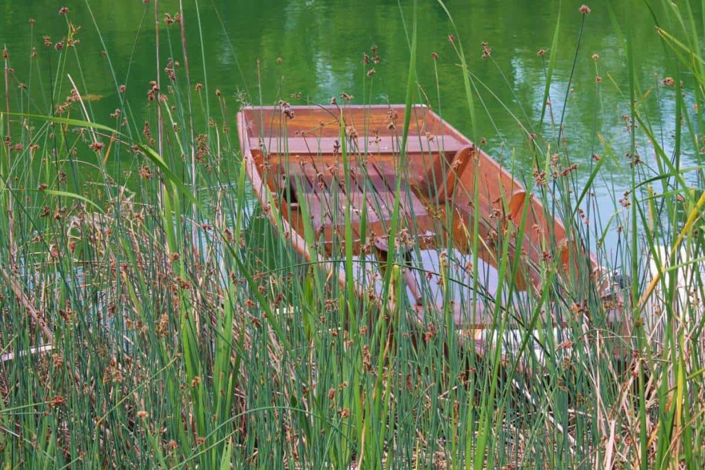 A wooden boat sits half sunken in reeds at the waters edge.